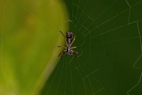 Small Orbweaver Spider Foto stock