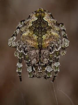 Small Orbweaver Spider Stock Photos