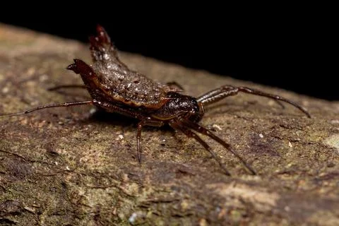 Small Orbweaver Spider Stock Photos