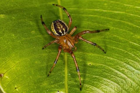 Small Orbweaver Spider Foto stock