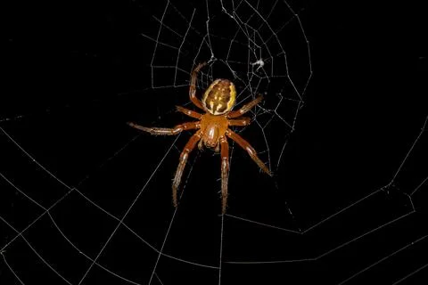 Small Orbweaver Spider Stock Photos