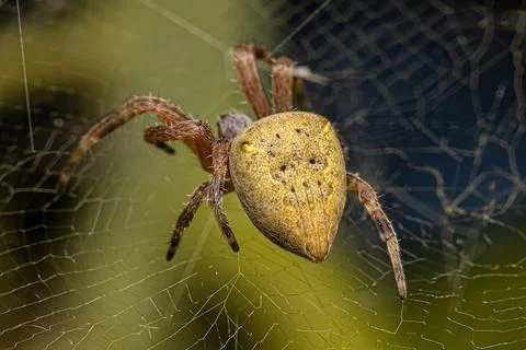 Small Orbweaver Spider Stock Photos