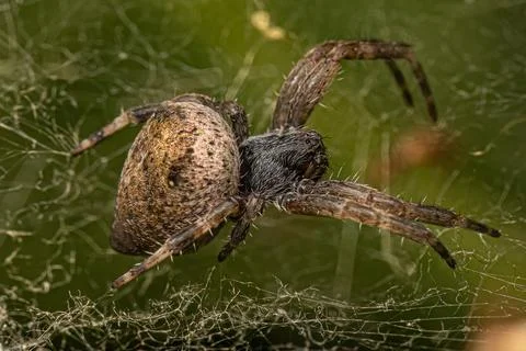 Small Orbweaver Spider Stock Photos