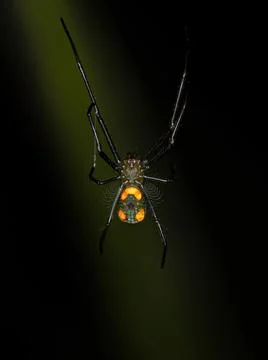 Small Orchard Spider Stock Photos