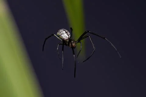 Small Orchard Spider Stock Photos