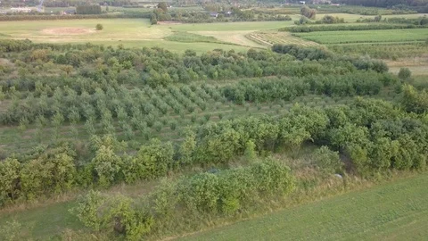 Small orchards seen from above. Video stock 91401548