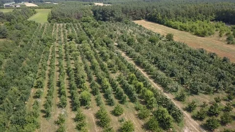 Small orchards seen from above. Stock-Footage 91512252