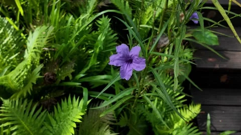 Small Orchid Bloom Close Up 4K Video Stock Footage 317626799