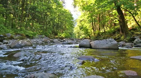 Small Oregon Stream Stock Footage 56324105