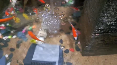 Small ornamental fish Stock Footage 341242485