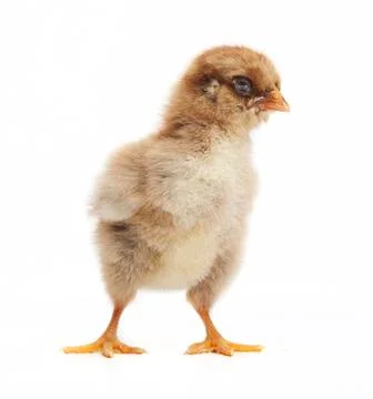 Small orpington chick Photos