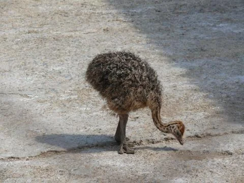Small ostrich Stock Photos