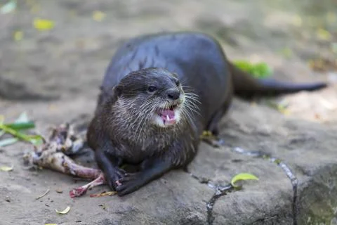 The small otter - Lutra lutra - eats meat. He has an open mouth, teeth are vi Stock Photos