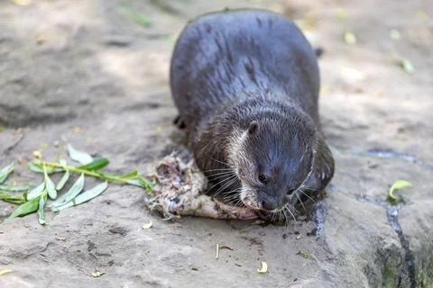 The small otter - Lutra lutra - eats meat. He has an open mouth, teeth are vi Stock Photos