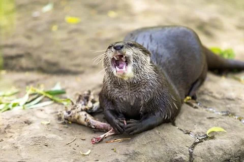 The small otter - Lutra lutra - eats meat. He has an open mouth, teeth are vi Foto stock
