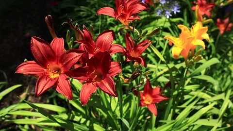 Small Out Door Garden Stock Footage 134587847