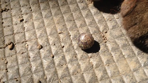 A small Oval Bug Oniscidea Isopoda woodlouse multiped And Cat Pows Stock Footage 99369134