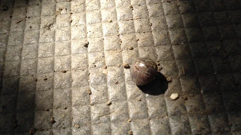 A small Oval Bug Oniscidea Isopoda woodlouse multiped on Grey Ground Stock Footage 99369167