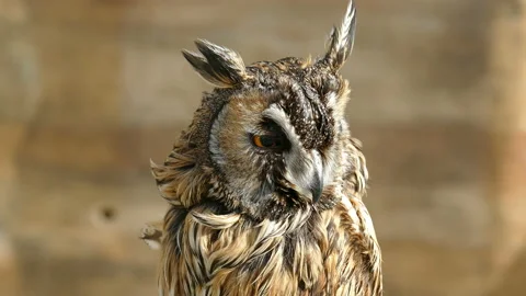 Small Owl Video stock 118253629