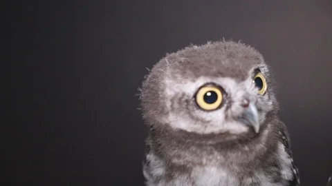 Small owl looking a camera on black background, 스톡 동영상 88594458
