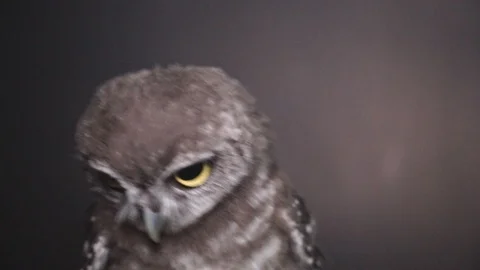 Small owl looking a camera on black background, 스톡 동영상 89968438