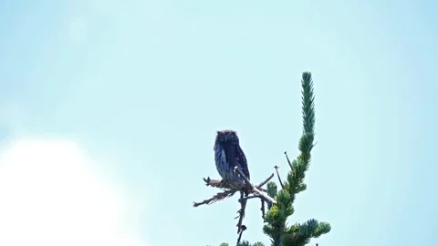 Small Owl Perched on Evergreen Tree Branch at Tolmie Peak Trail, Mount Rainier N Stock Footage 332084248
