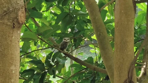 Small Owl Perched on Tree Branch in Dense Green Foliage Stock Footage 321425175