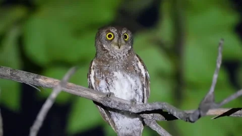 A small owl perched on a tree branch at night in a natural environment Stock Footage 335491477
