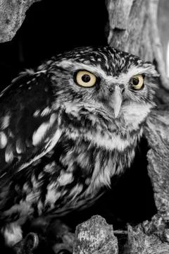 Small Owl Fotos de archivo
