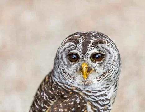 Small owl - portrait Stock Photos