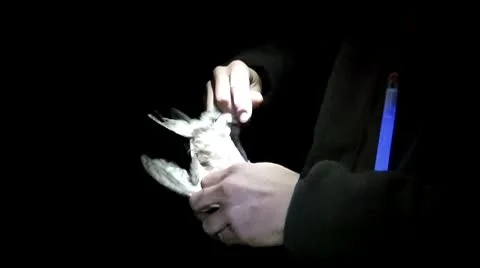 Small owl pulled from net Stock Footage 10718198