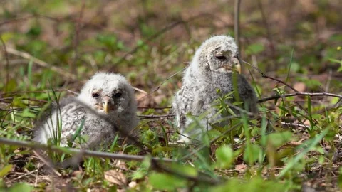 Small owlet of Ural owl on the ground Stock Footage 231396952