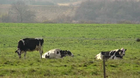 Small pack of cows on the field 4K Stock Footage 57308646