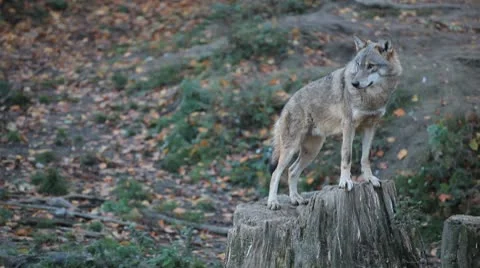 A small Pack of Eastern Timber Wolves in wilderness, dangerous hunters, predator Video stock 8929064