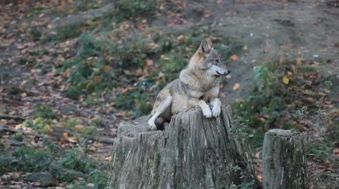 A small Pack of Eastern Timber Wolves in wilderness, dangerous hunters, predator 스톡 동영상 8930488