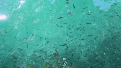 Small pack of fish in a fresh water pond, turquoise water Stock Footage 211463190
