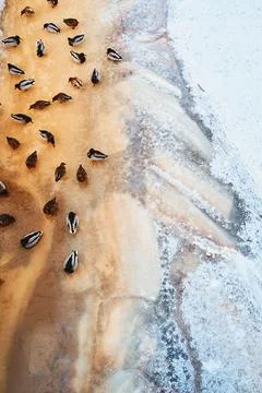 A small pack of mottled ducks on the ice of the river Stock Photos