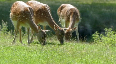Small Pack White Tail Deer Herd Grazing in the Wild Stock Footage 64727158