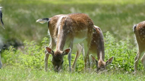 Small Pack White Tail Deer Herd Grazing in the Wild Stock Footage 64727201