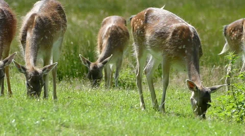 Small Pack of White Tail Deer Grazing in the Wild Slow Motion Stock Footage 64727262
