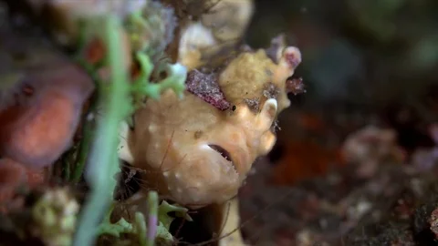 Small Painted Frogfish Yawns at Camera Stock Footage 81953952