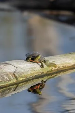 Small Painted Turtle Basking on Log Over Water with reflection Stock Photos