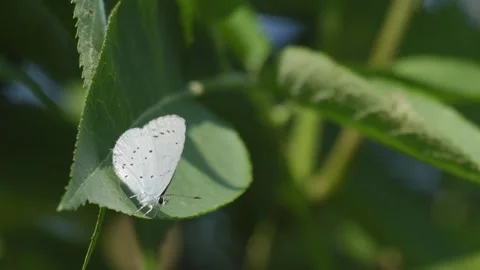 Small Pale Blue Butterfly Rubbing Wings on a Green Leaf - 4K Slow Motion Footage Stock Footage 337496322