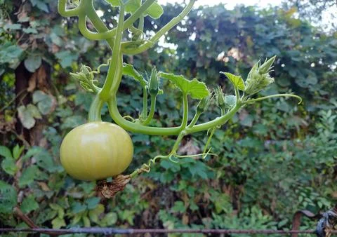 A small, pale green pumpkin grows on a winding vine in a lush garden. Delic.. Stock Photos