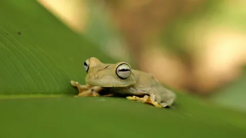Small Pale Green Tree Frog Perched on a Broad Leaf Stock Footage 296858249
