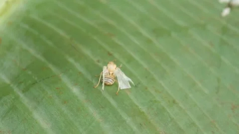 Small pale yellow insect with transparent wings Stock Footage 315629246