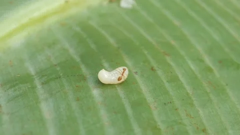 Small pale yellow insect with transparent wings Stock Footage 315629691
