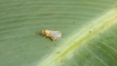 Small pale yellow insect with transparent wings Stock Footage 315629903