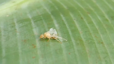 Small pale yellow insect with transparent wings Stock Footage 315629905