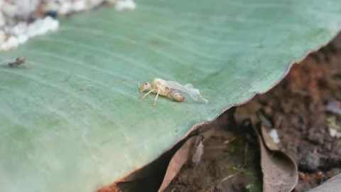 Small pale yellow insect with transparent wings Stock Footage 315629917